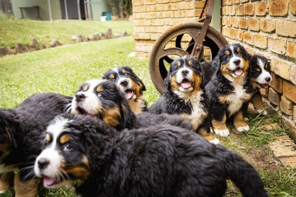 在悉尼Marayla的伯恩斯山犬幼犬。狗狗饲养者呼吁选民“保护狗狗饲养的未来”，以应对2023年州选举。