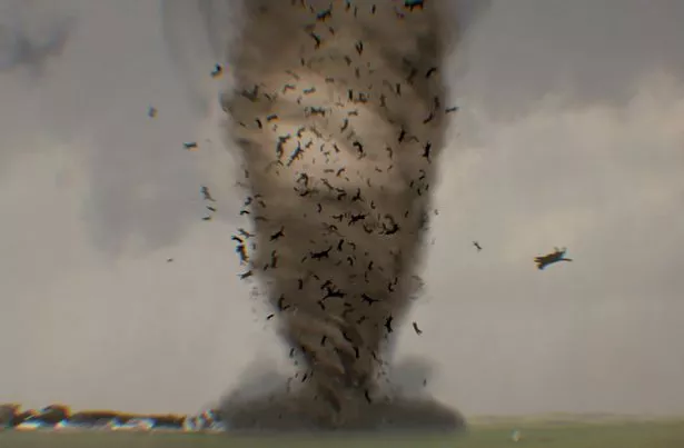 Catnado features a tornado...made of cats...