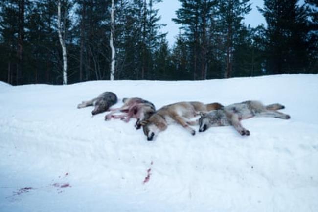 Four dead wolves lying on a snowy bank, with trails of blood in the snow