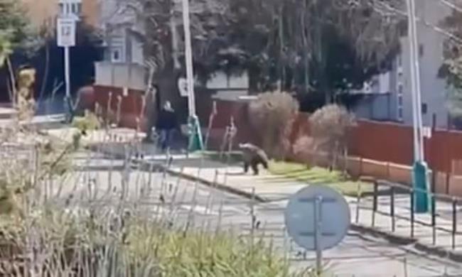 A bear running along a pavement past residential buildings